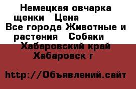Немецкая овчарка щенки › Цена ­ 20 000 - Все города Животные и растения » Собаки   . Хабаровский край,Хабаровск г.